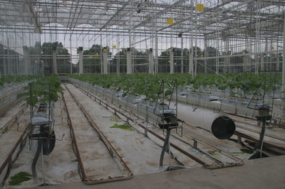 中國未來農業一窺 生態農業開發的機遇、路徑與愿景