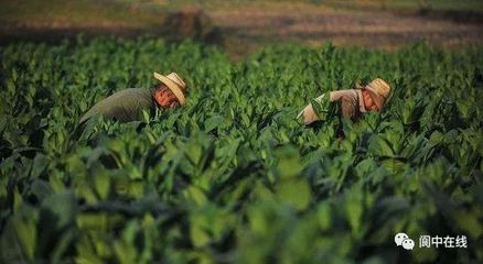 閬中五鄉鎮榮膺國家級生態農業榮譽，鄉村振興再添新名片
