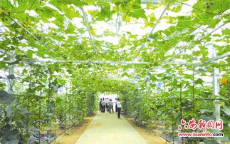 堅持綠色發展，打造生態農業新篇章